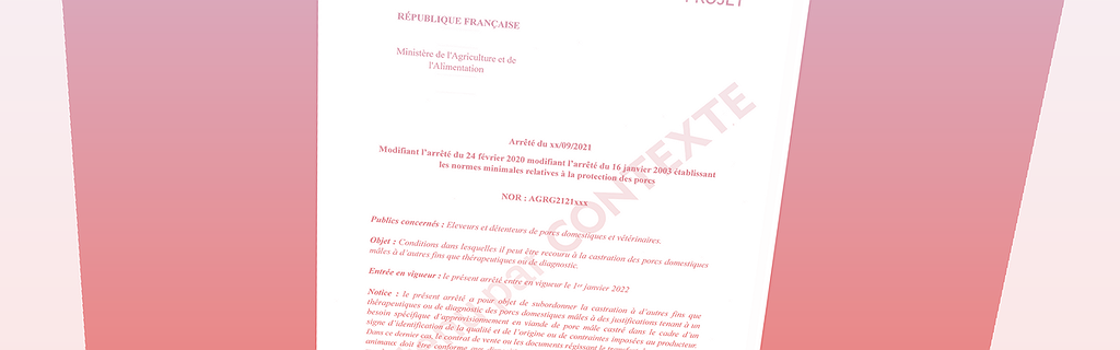 Castration des porcelets