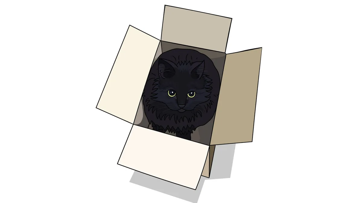 Un chat dans une boite