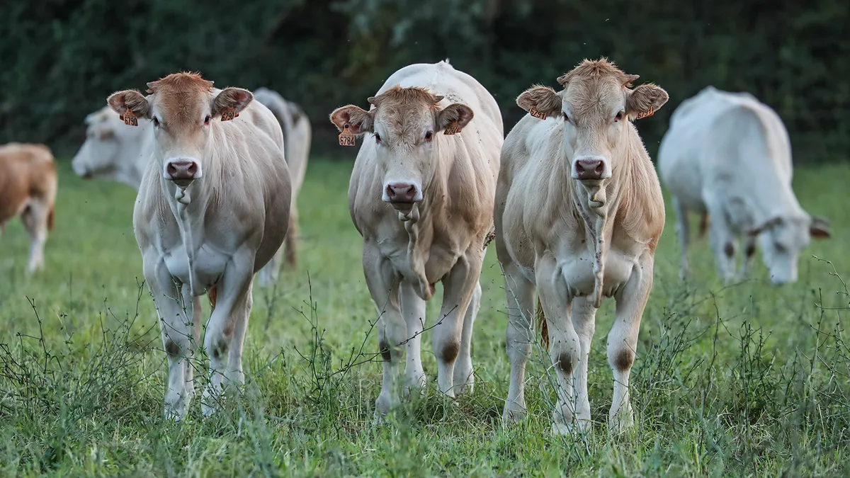 La Cour des comptes étrille la version française de la politique agricole commune